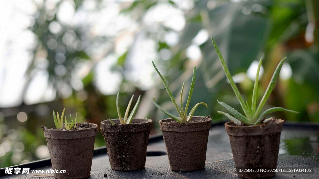 四盆綠植擺放在一起
