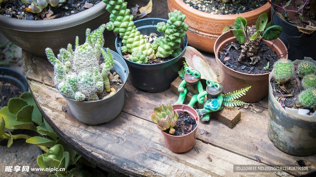 多樣多肉植物擺放展示