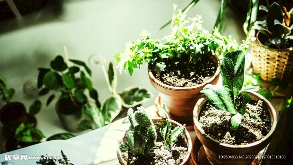 室內(nèi)盆栽植物組合
