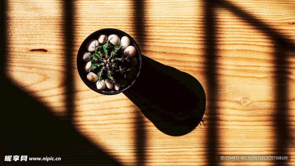 陽光下的盆栽綠植