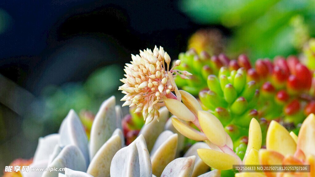 多彩多肉植物特寫(xiě)