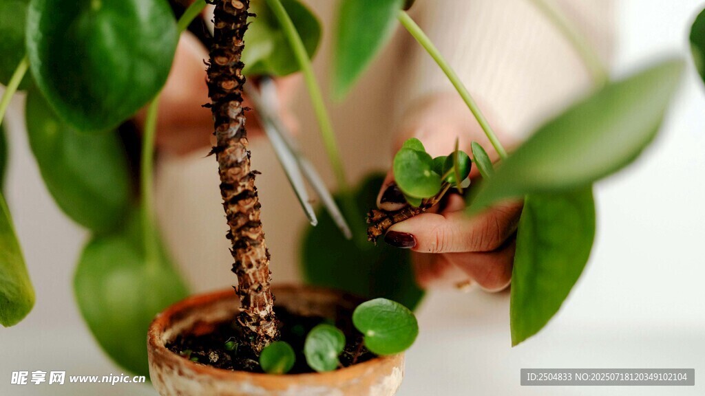手捧綠植盆栽的溫馨畫(huà)面