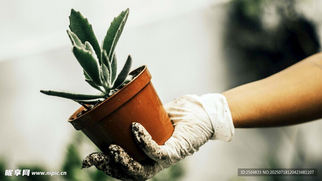 手捧綠植的園藝瞬間