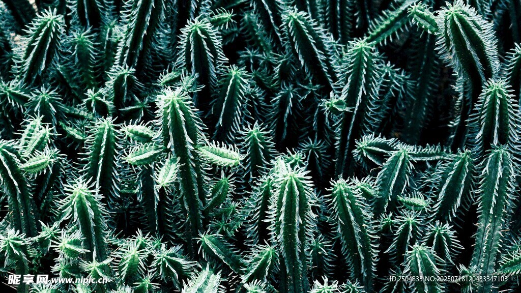 翠綠仙人掌植物特寫