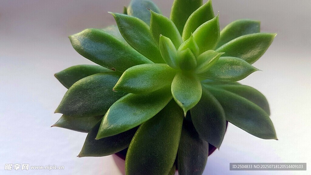翠綠多肉植物特寫(xiě)