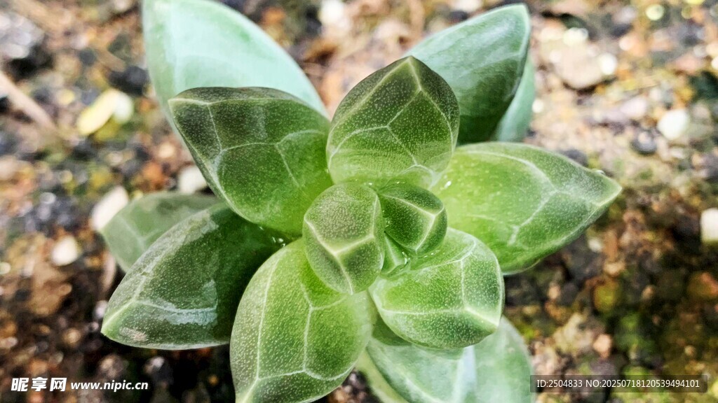 翠綠多肉植物特寫
