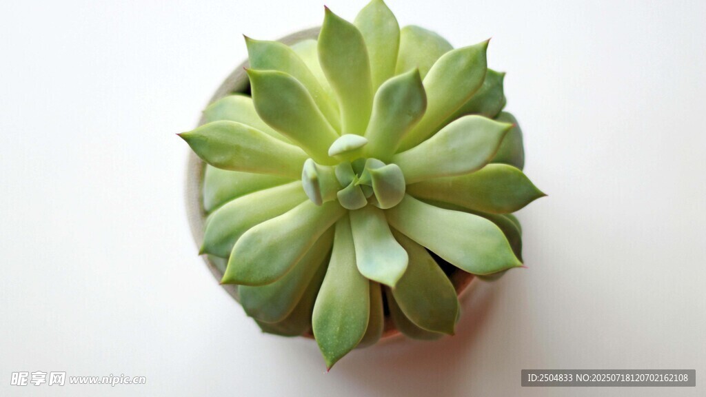 翠綠多肉植物特寫