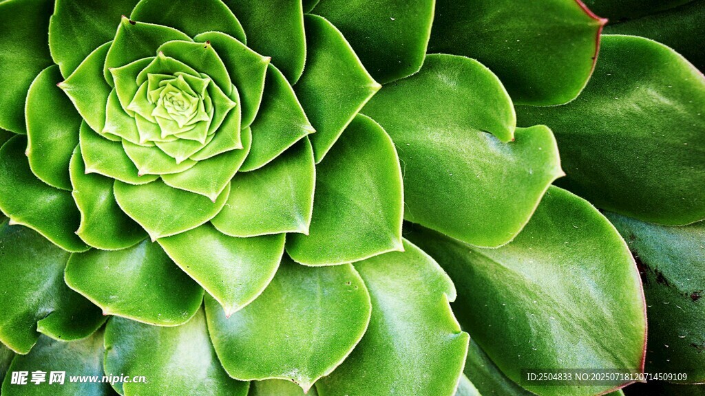 翠綠多肉植物特寫