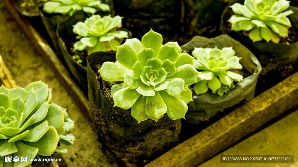 可愛多肉植物盆栽展示