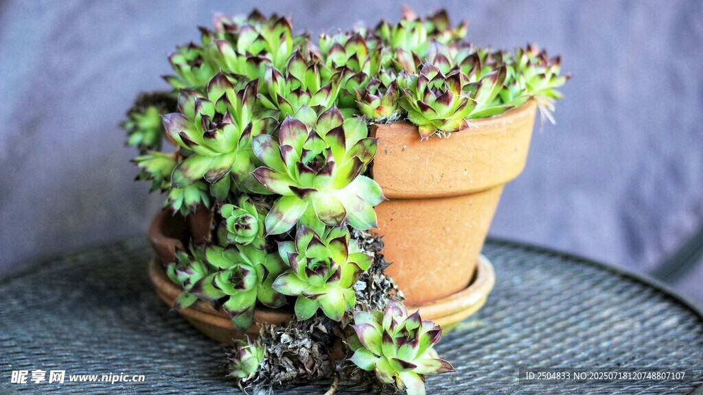 兩盆可愛多肉植物展示