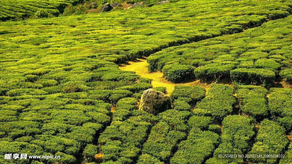 翠綠茶園中的蜿蜒小徑