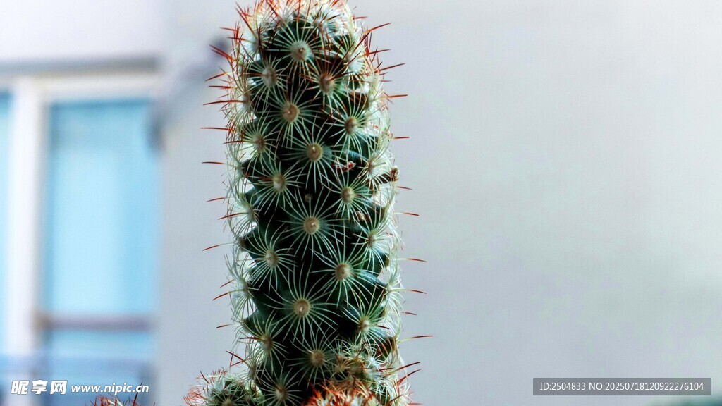 帶刺的綠色仙人掌特寫