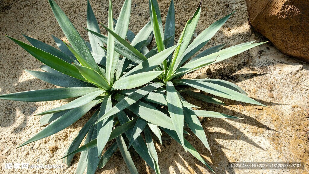 龍舌蘭植物特寫