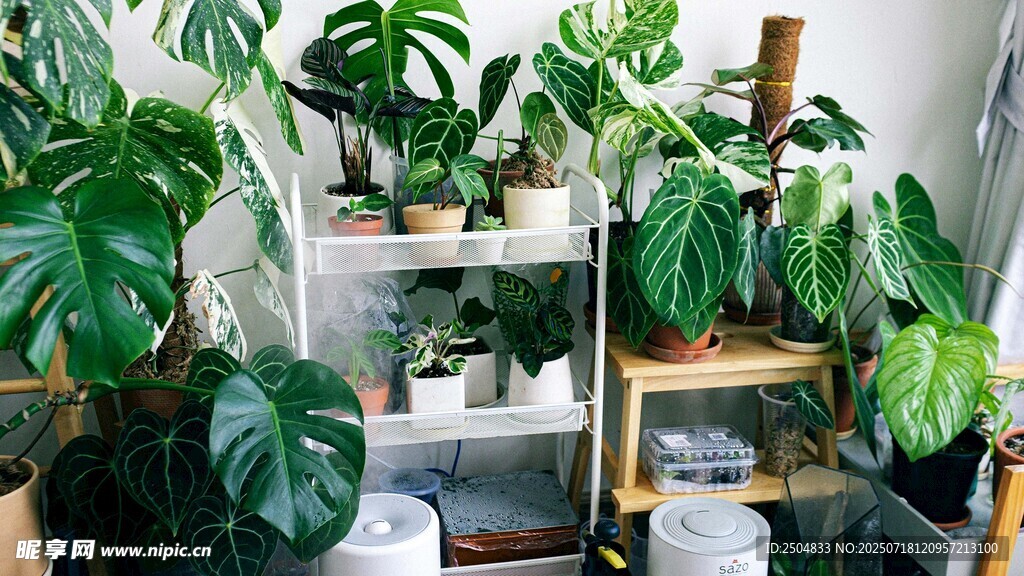 室內綠植景觀布置