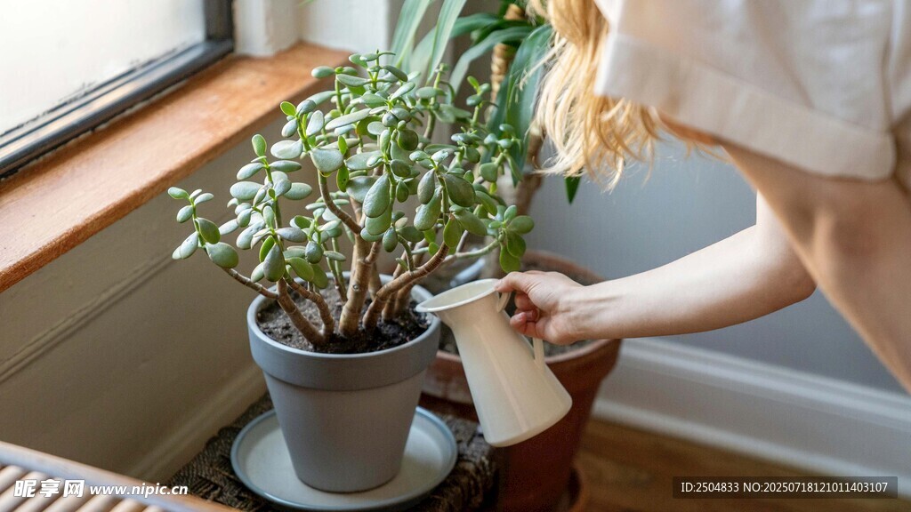 窗邊人照料綠植瞬間