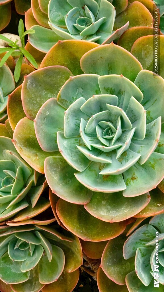 多彩多肉植物特寫