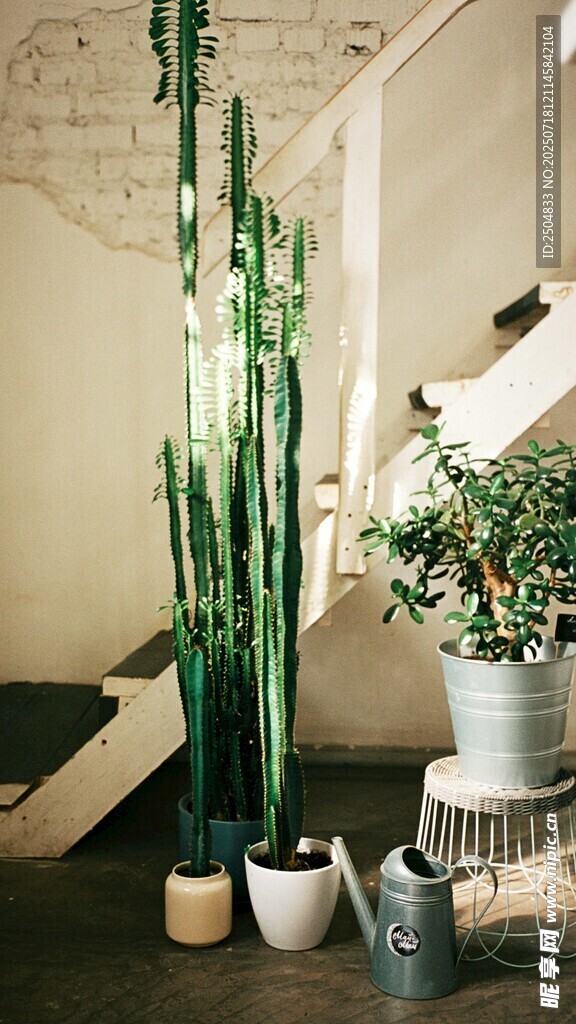室內(nèi)綠植裝飾 高大仙人掌