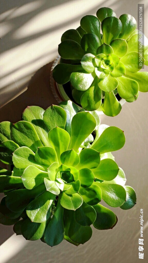 兩盆翠綠多肉植物