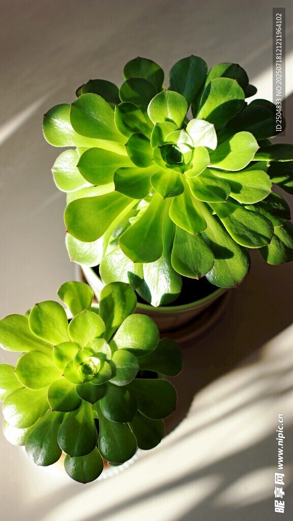 翠綠多肉植物特寫(xiě)