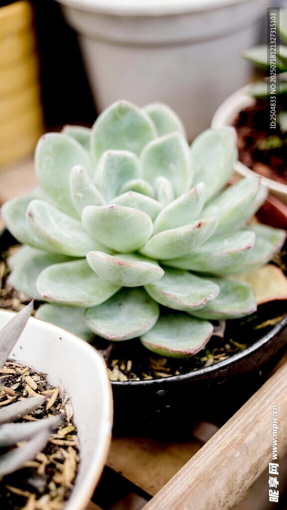 清新多肉植物盆栽展示