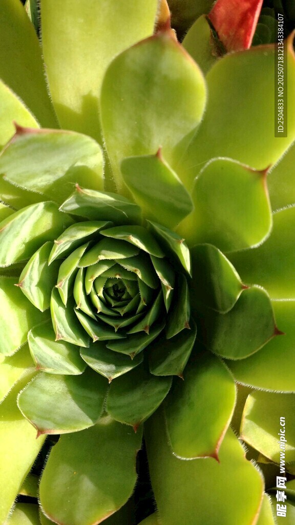 翠綠多肉植物特寫
