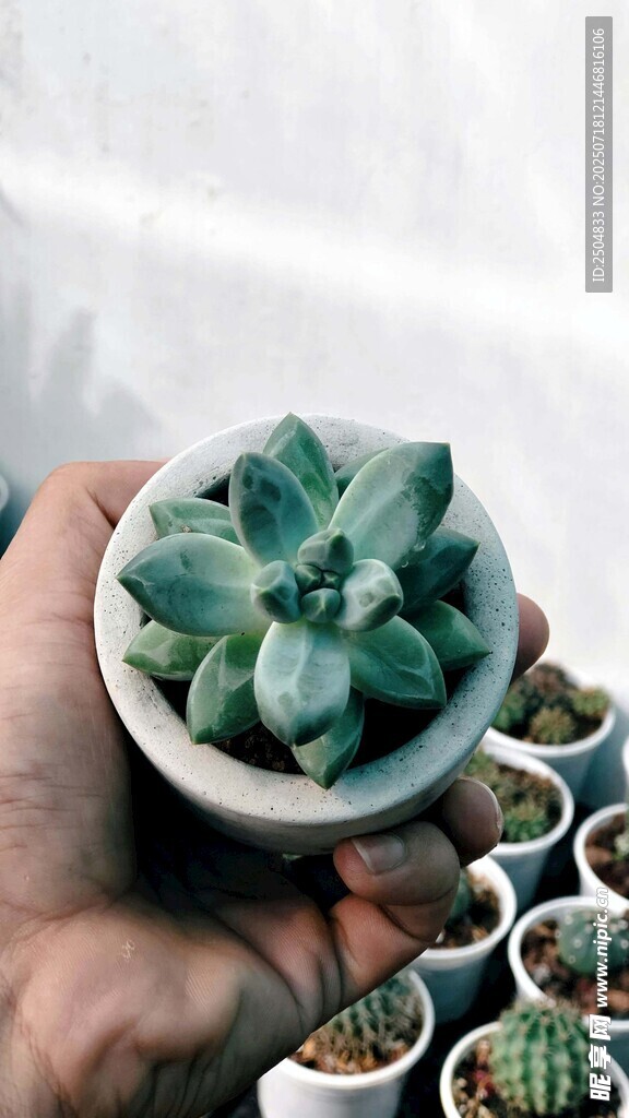 手捧精致多肉植物