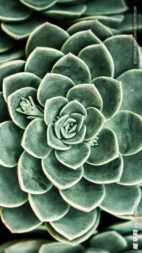 翠綠多肉植物特寫