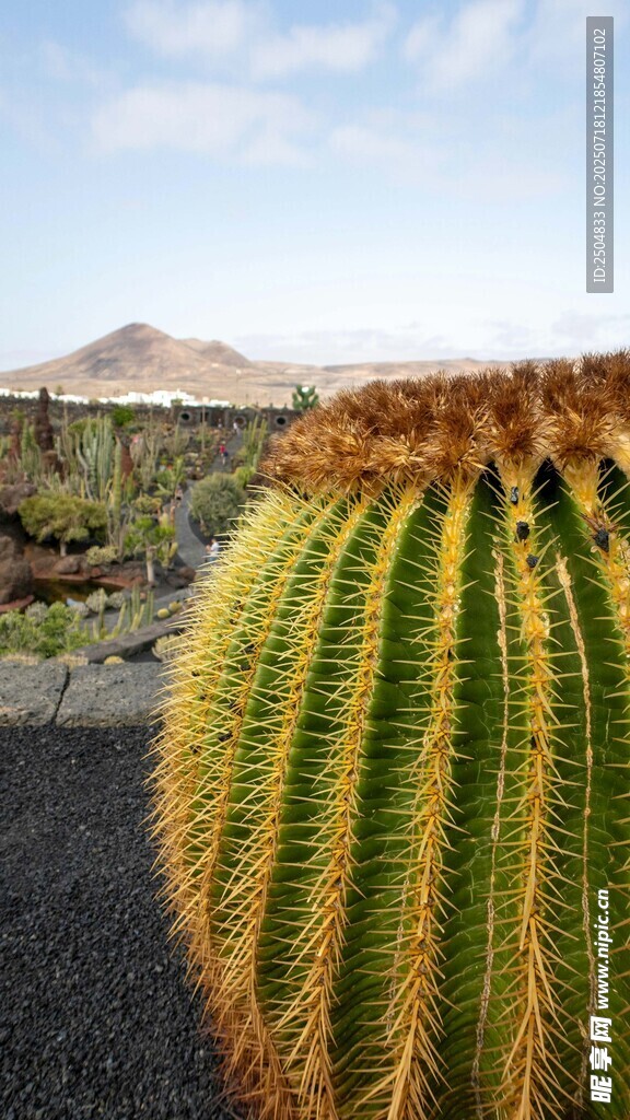 沙漠中的大型仙人掌植物