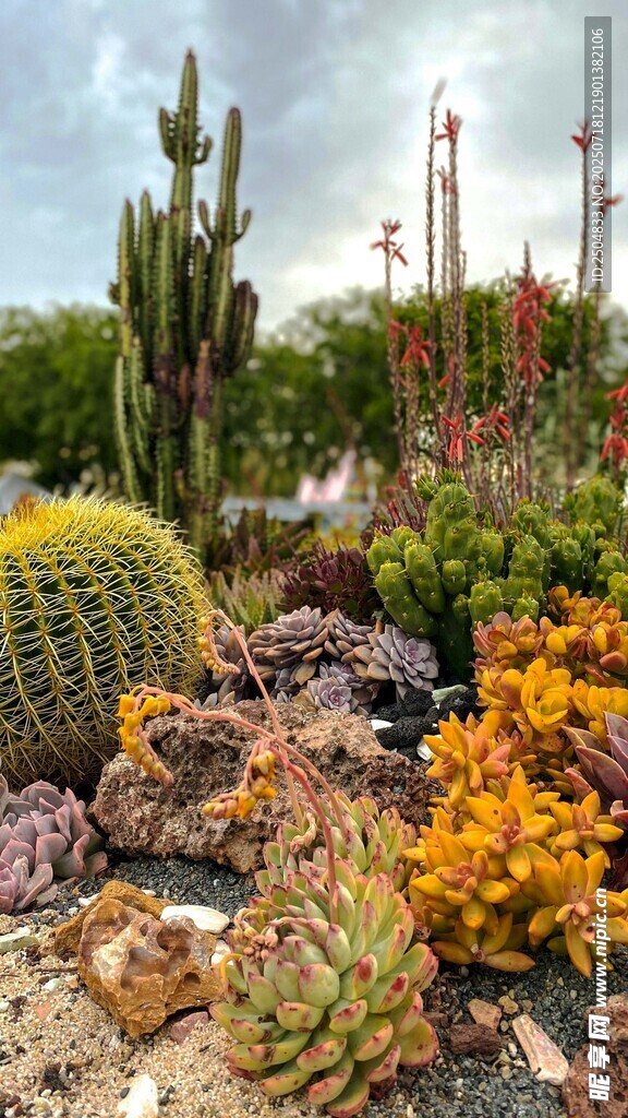 多彩仙人掌植物景觀