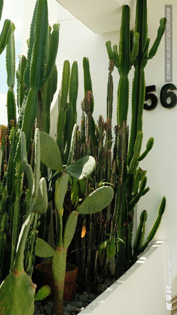 室內(nèi)仙人掌綠植景觀