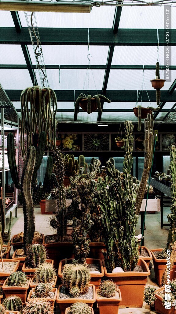溫室中的多樣仙人掌植物