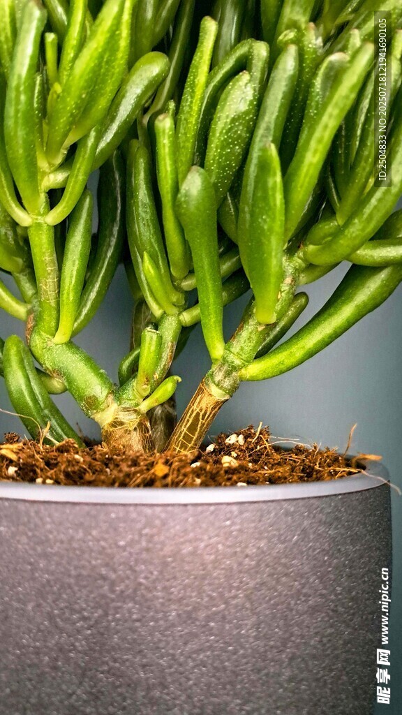 灰盆中的翠綠多肉植物