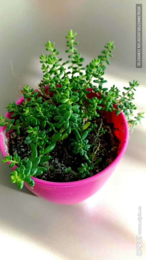 粉色花盆中的翠綠小植物
