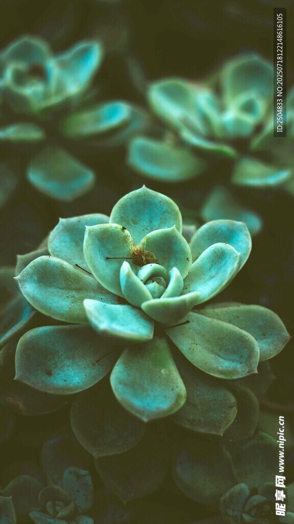 翠綠多肉植物特寫