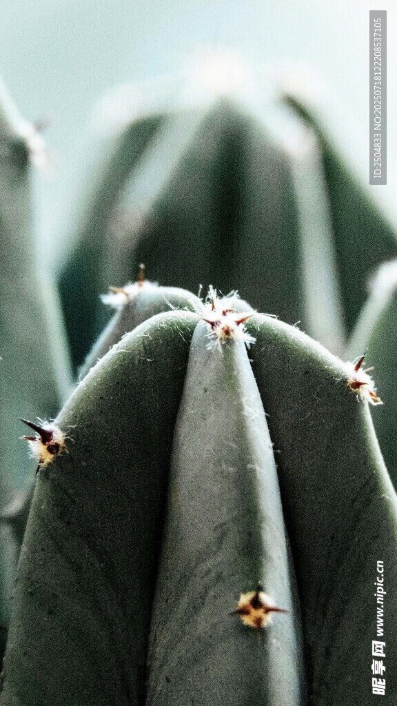 特寫 刺座分明的仙人掌