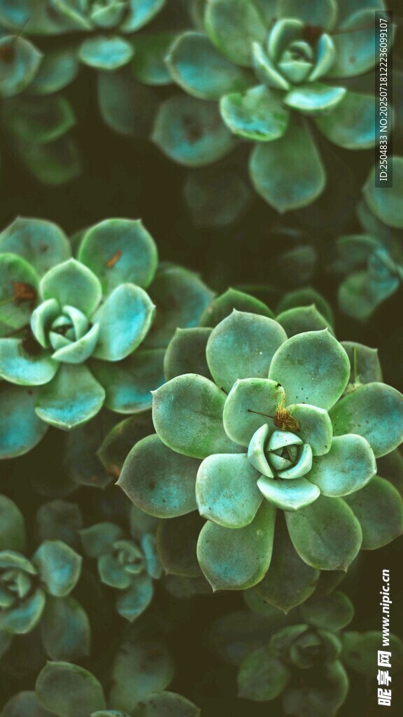 翠綠多肉植物特寫