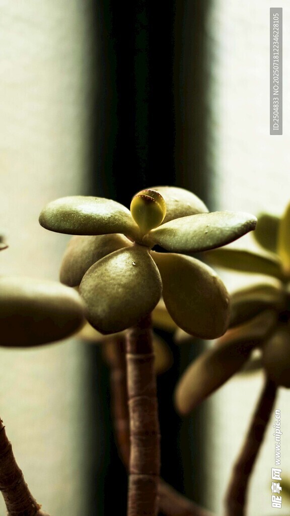 小巧多肉植物特寫