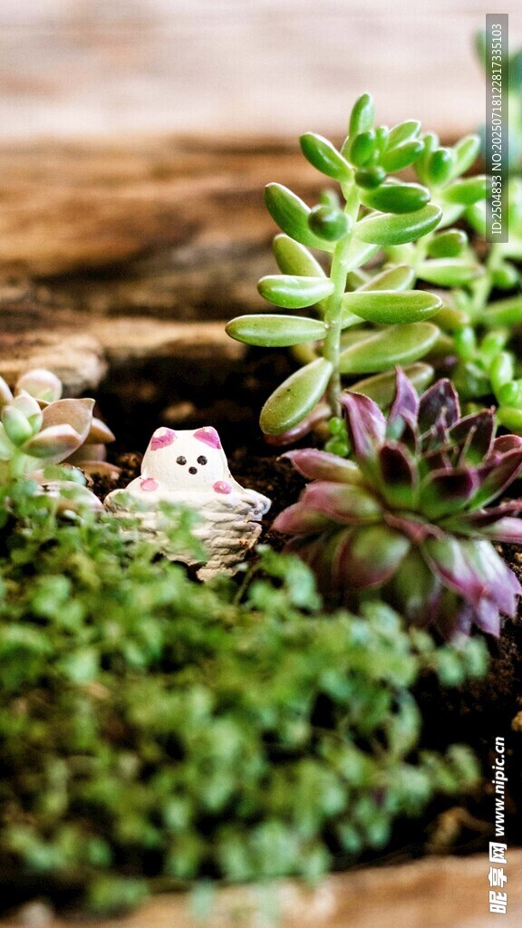 精致多肉植物組合