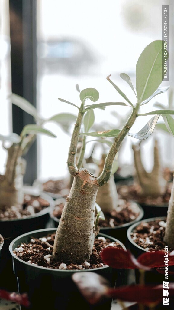 可愛多肉植物盆栽展示