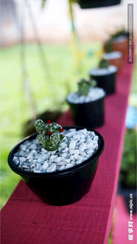黑色花盆中的可愛(ài)多肉植物