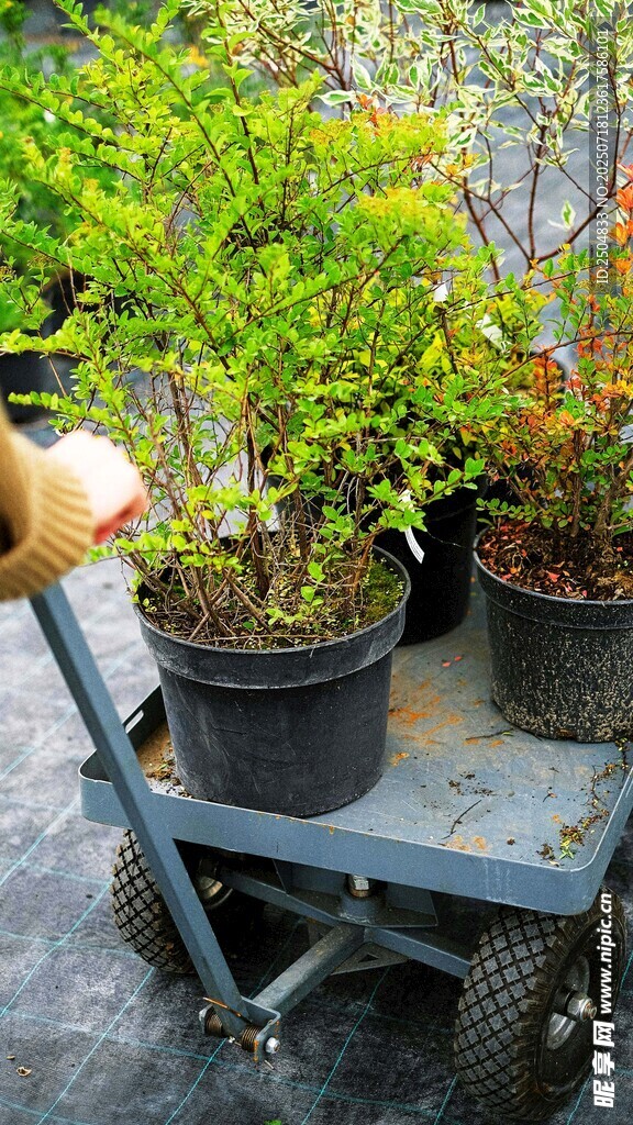 手推車上的盆栽綠植