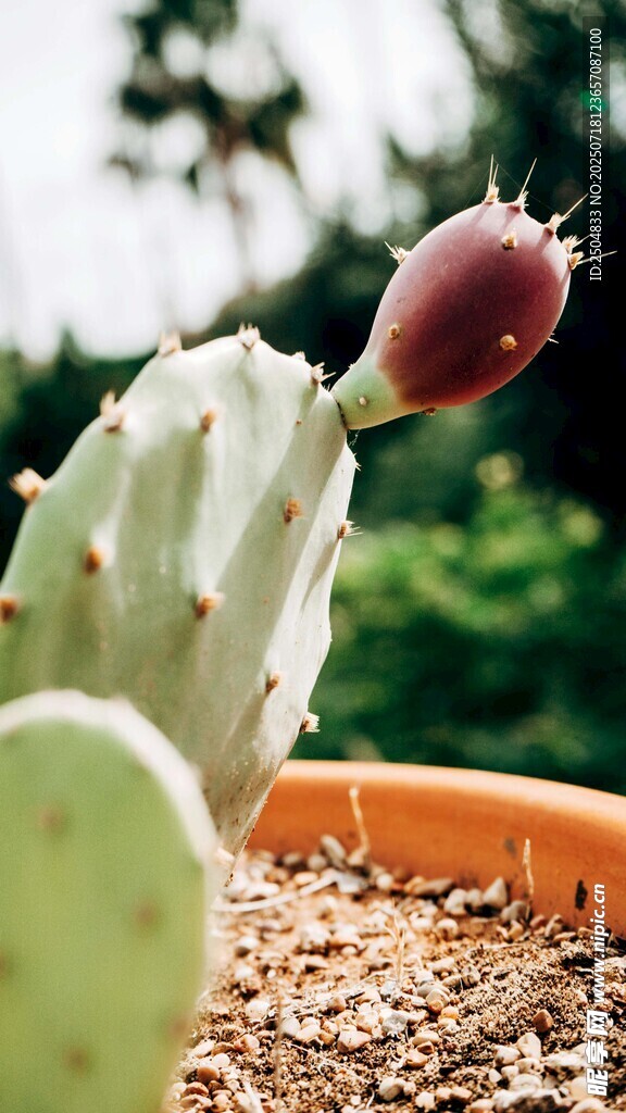 盆栽仙人掌 花苞待放