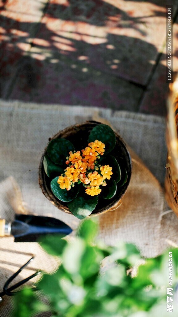 陽光下的插花與園藝工具