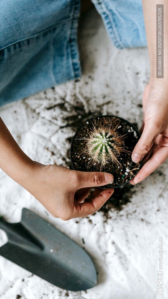 手植仙人球