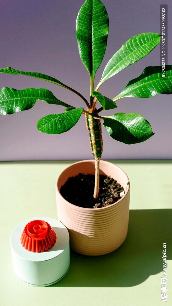盆栽綠植與精致小裝飾