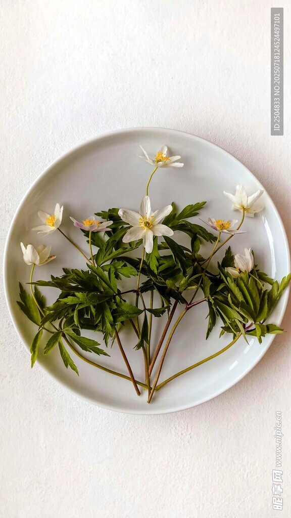 盤中素雅植物花卉