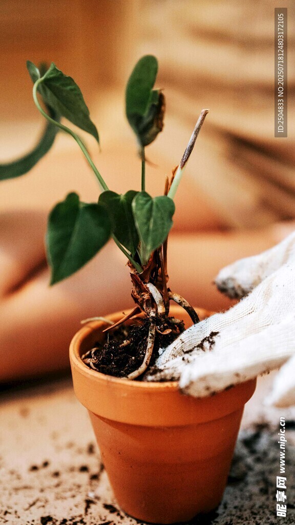 手植綠植于陶盆中