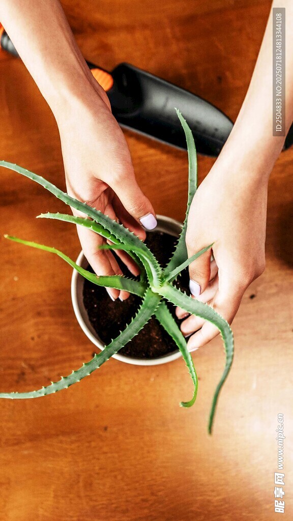 雙手呵護(hù)綠植盆栽