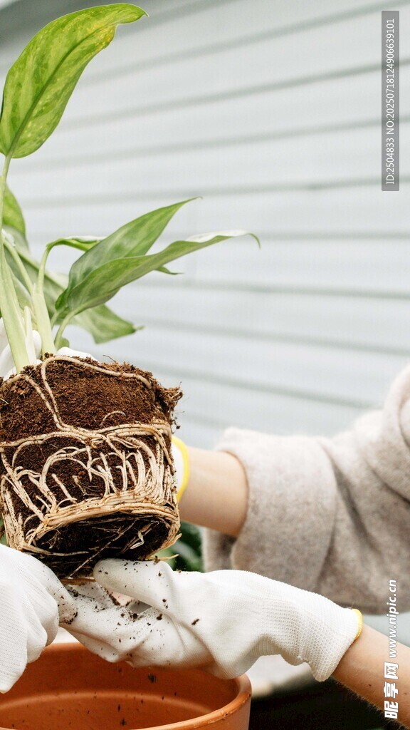移栽綠植瞬間