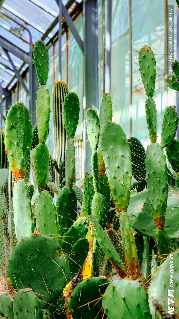 溫室中的仙人掌植物